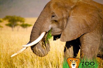 Poznajemy dzikie zwierzęta – słoń afrykański 