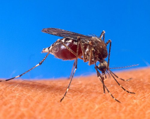 Jak przetrwać lato z komarami