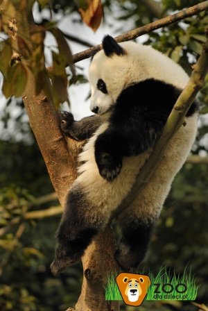 Poznajemy dzikie zwierzęta – panda wielka