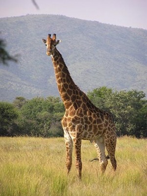 Po co żyrafie długa szyja?